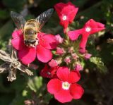 Image of taxon representative. Author is Тамара Риб