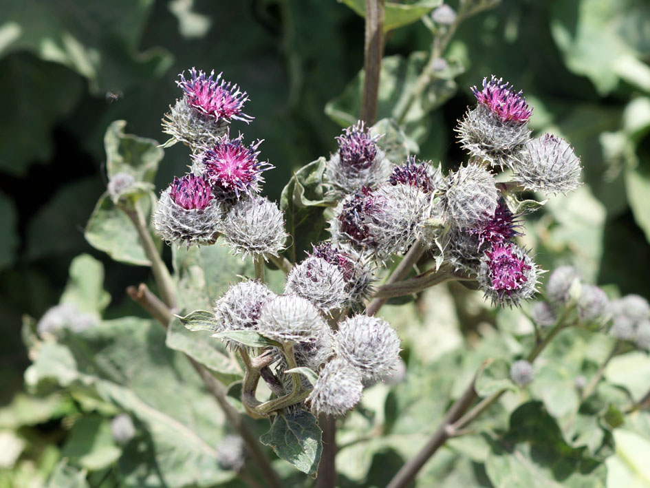 Изображение особи Arctium tomentosum.