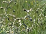 Biebersteinia multifida