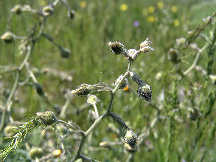 Image of Biebersteinia multifida specimen.