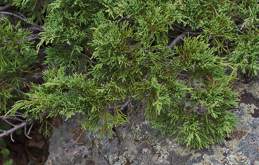 Image of Juniperus sabina specimen.