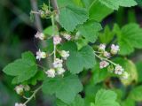 Ribes nigrum. Соцветия и листья. Иркутская обл., Иркутский р-н, близ устья р. Иркут. 30.05.2015.