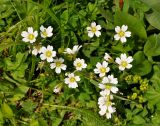 Cerastium purpurascens. Цветущее растение. Карачаево-Черкесия, окр. пос. Нижний Архыз, гора Пастухова, ≈ 1900 м н.у.м., субальпийский луг. 14.06.2015.