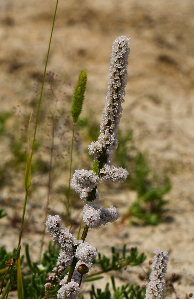 Изображение особи Psylliostachys spicata.