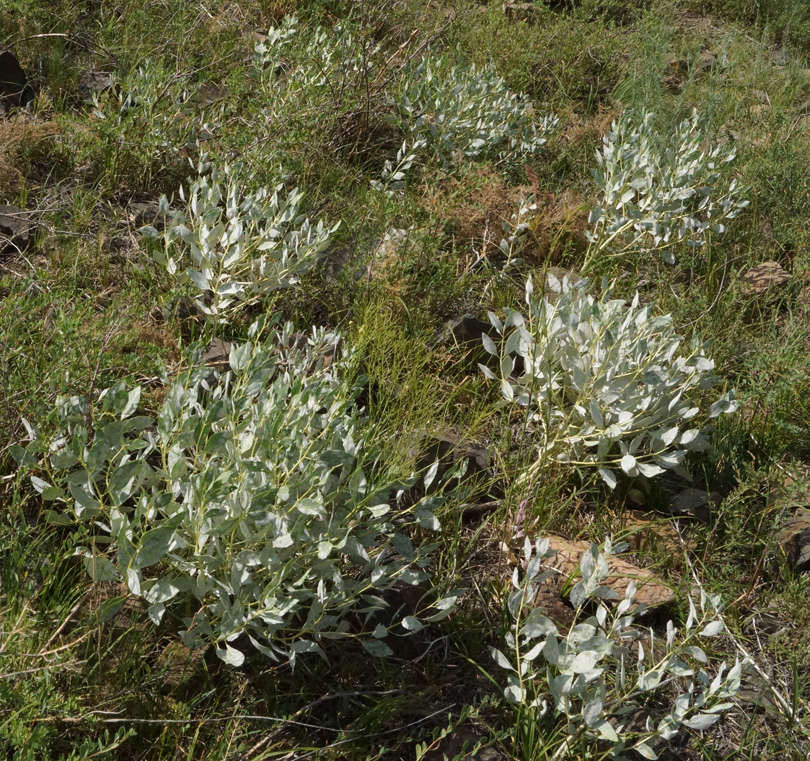 Image of Haplophyllum latifolium specimen.