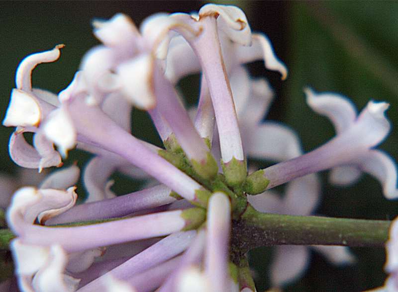 Image of Syringa &times; henryi specimen.