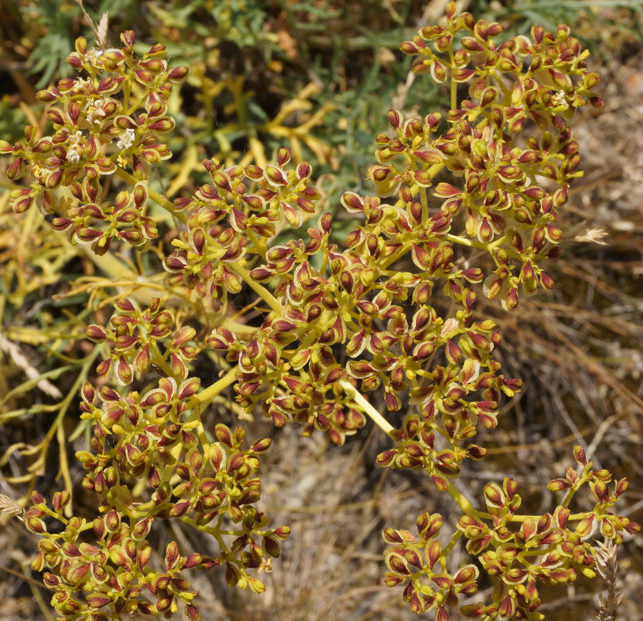 Image of Patrinia intermedia specimen.