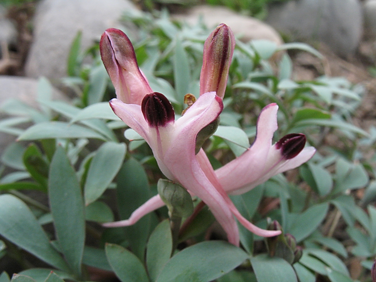 Изображение особи Corydalis schanginii.