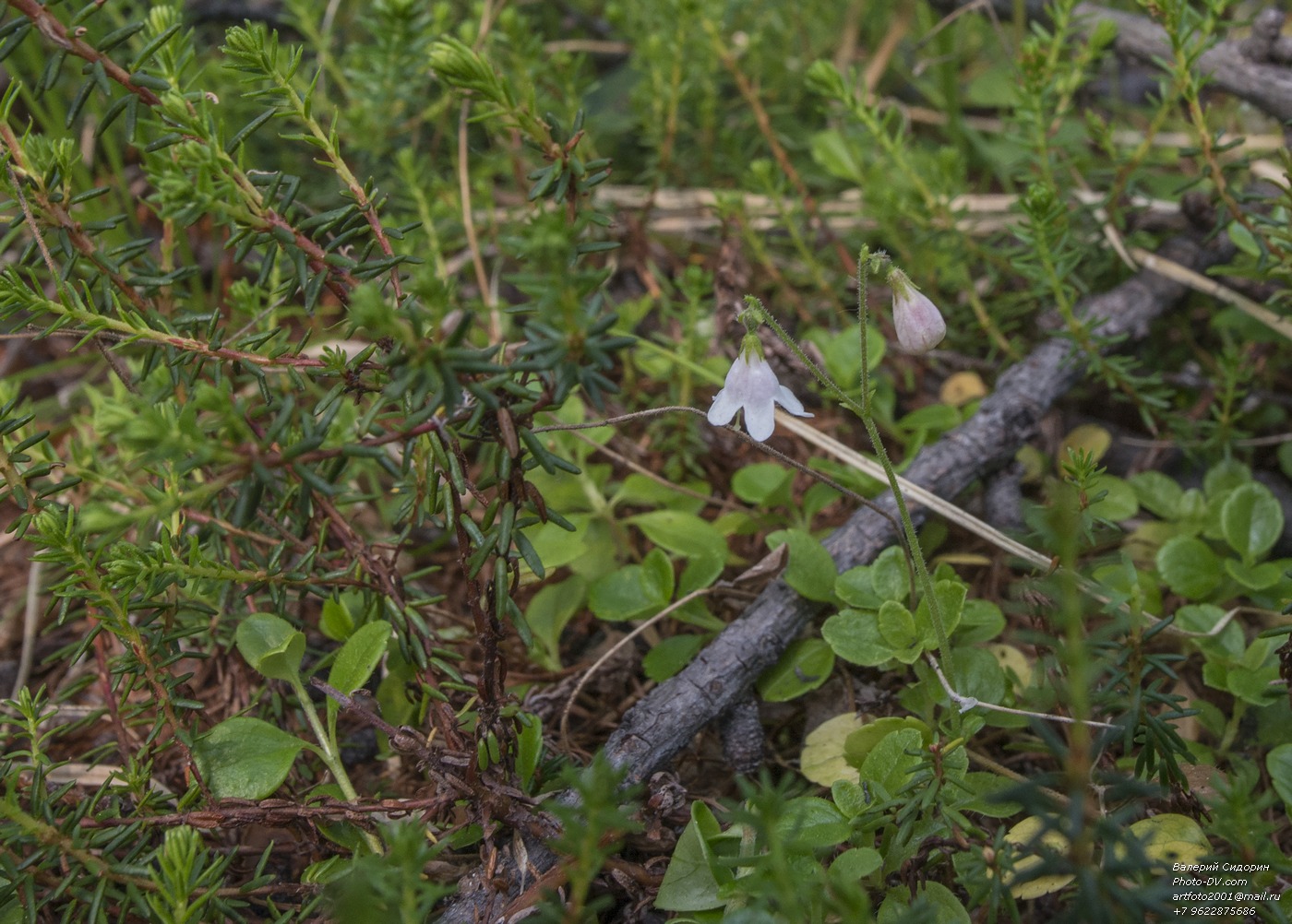 Image of Linnaea borealis specimen.