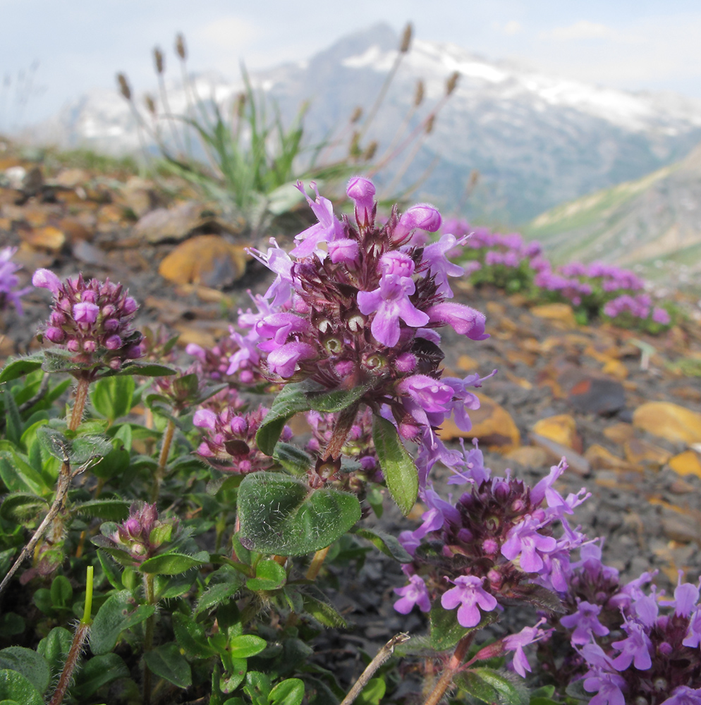 Изображение особи Thymus nummularius.