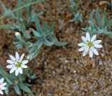 Stellaria dahurica. Побеги с цветками. Иркутская обл., оз. Байкал, о. Ольхон, окр. пос. Хужир, берег Сарайского залива, песчаный пляж. 01.07.2014.