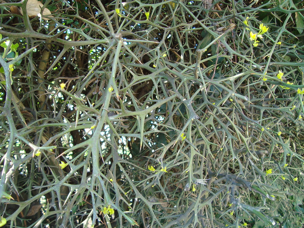 Image of Poncirus trifoliata specimen.