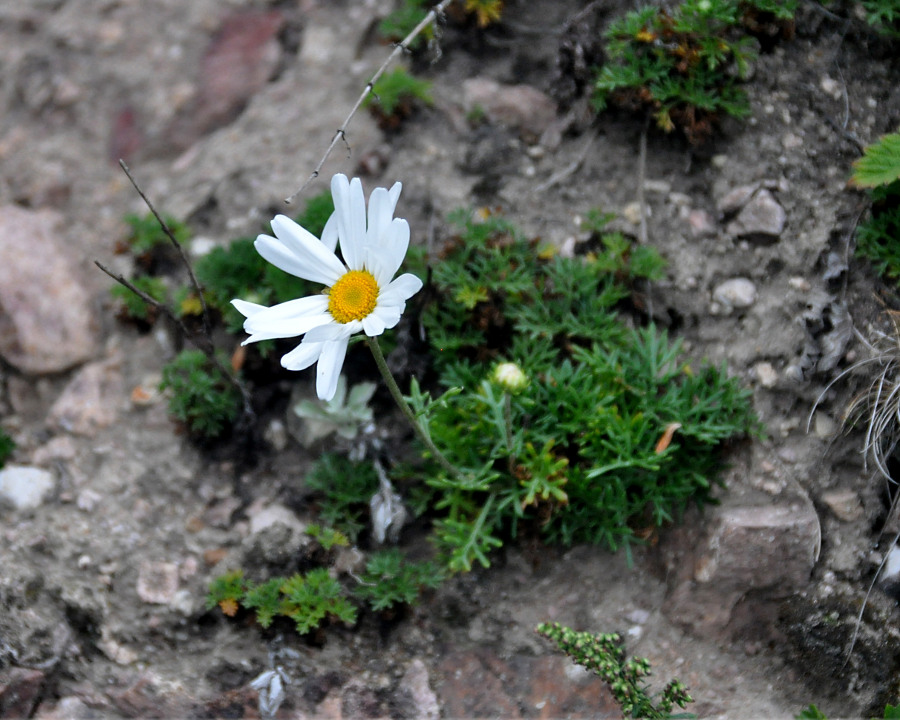 Image of Chrysanthemum coreanum specimen.
