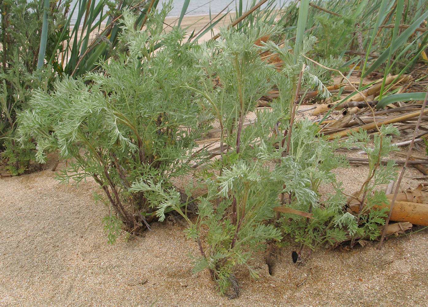 Image of genus Artemisia specimen.