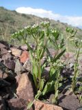 Valerianella plagiostephana