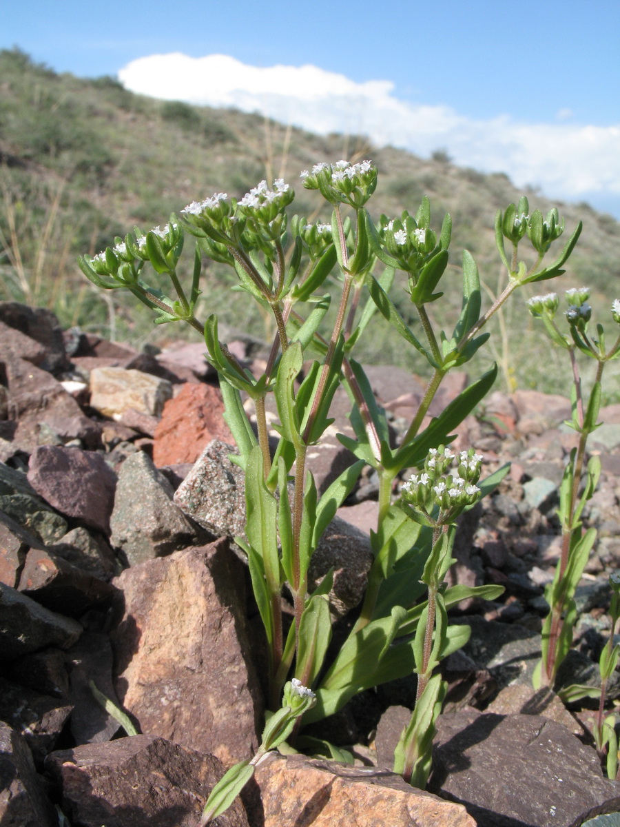 Изображение особи Valerianella plagiostephana.