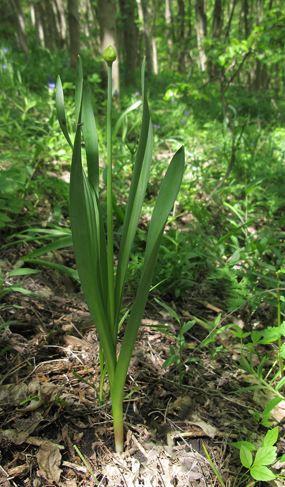 Изображение особи Allium decipiens.