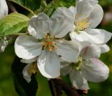 Malus domestica