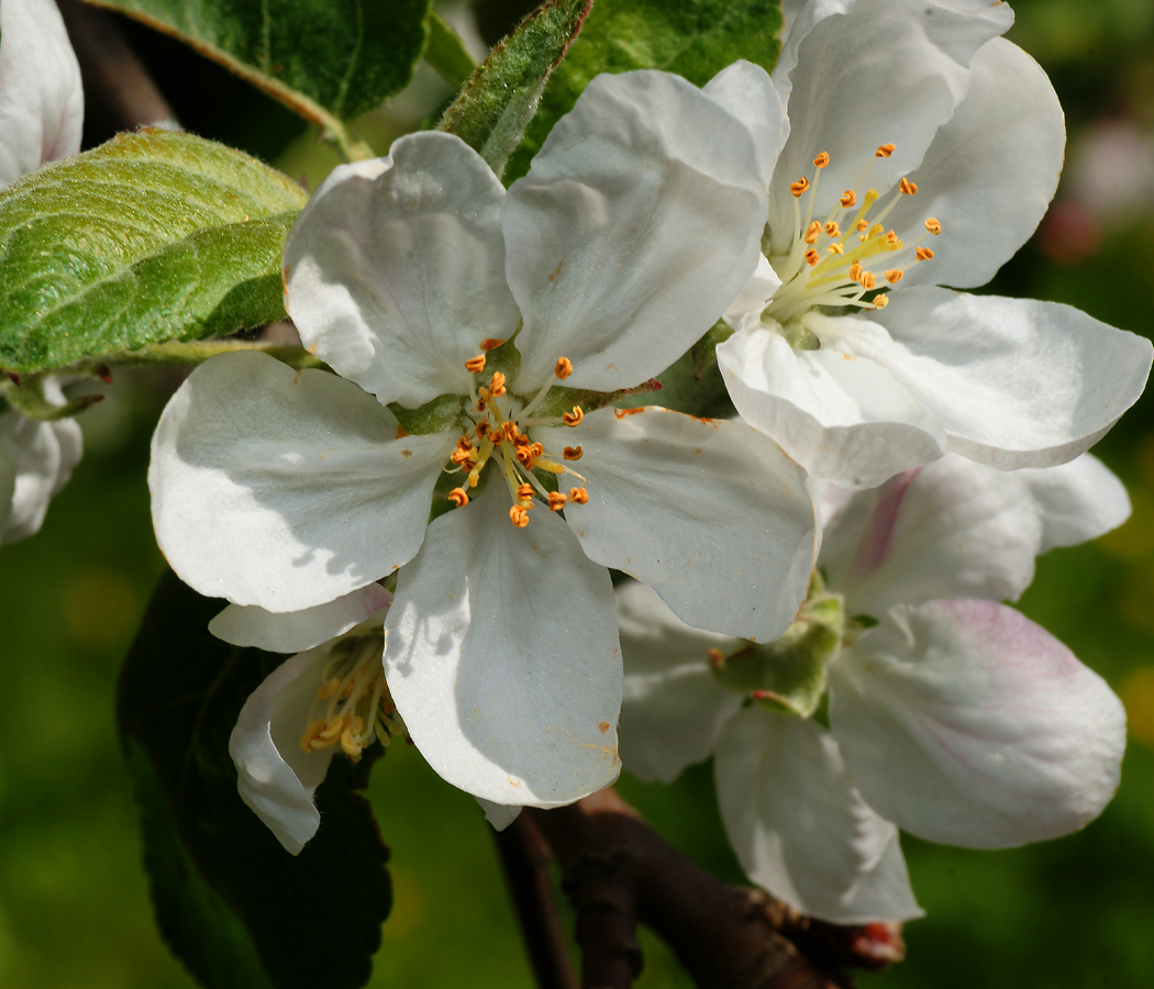 Изображение особи Malus domestica.