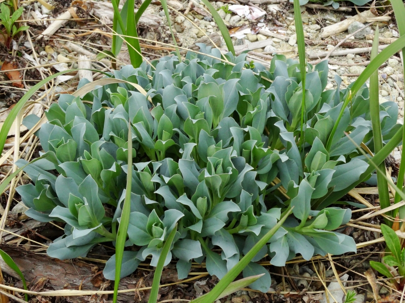 Image of Mertensia maritima specimen.