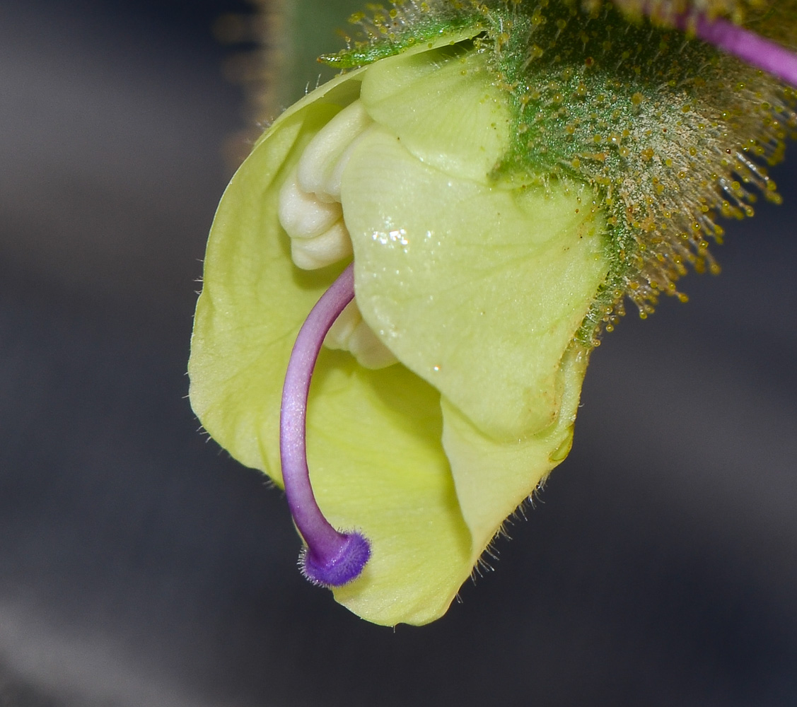 Изображение особи Hyoscyamus desertorum .