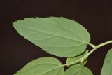 Spiraea flexuosa. Лист (вид с обратной стороны). Приморский край, Дальнегорский городской округ, окр. с. Каменка, Прямая Падь, в смешанном лесу. 11.06.2016.