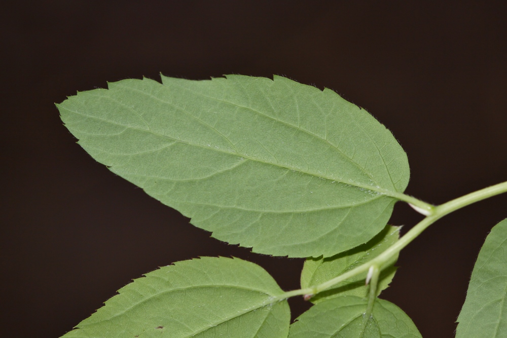 Image of Spiraea flexuosa specimen.