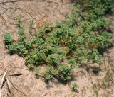 Scleranthus annuus. Цветущее растение. Владимирская обл., Киржачский р-н, окр. деревни Митино. 25.06.2016.