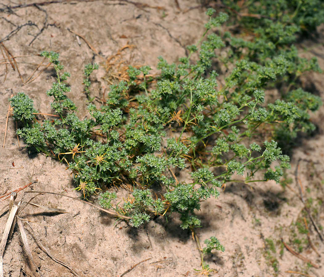 Изображение особи Scleranthus annuus.