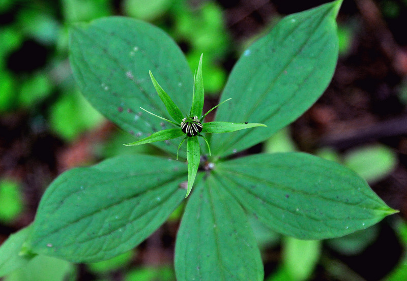 Image of Paris quadrifolia specimen.