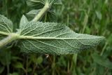 Salvia tesquicola