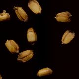 Agrimonia eupatoria. Орешки извлечённые из гипантиев. Курская обл., г. Железногорск, пойма р. Погарщина. 13 декабря 2009 г.