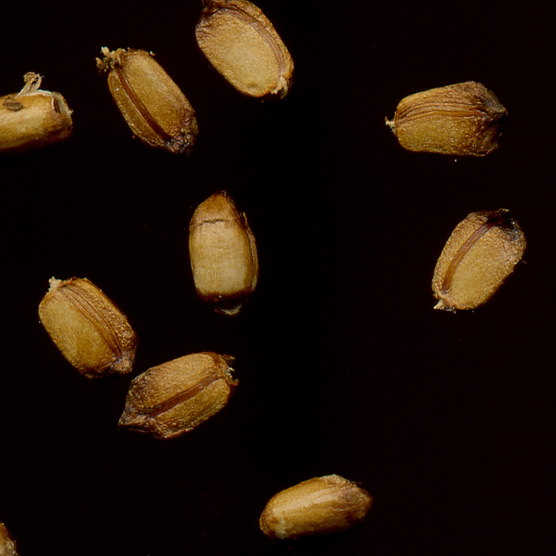 Image of Agrimonia eupatoria specimen.