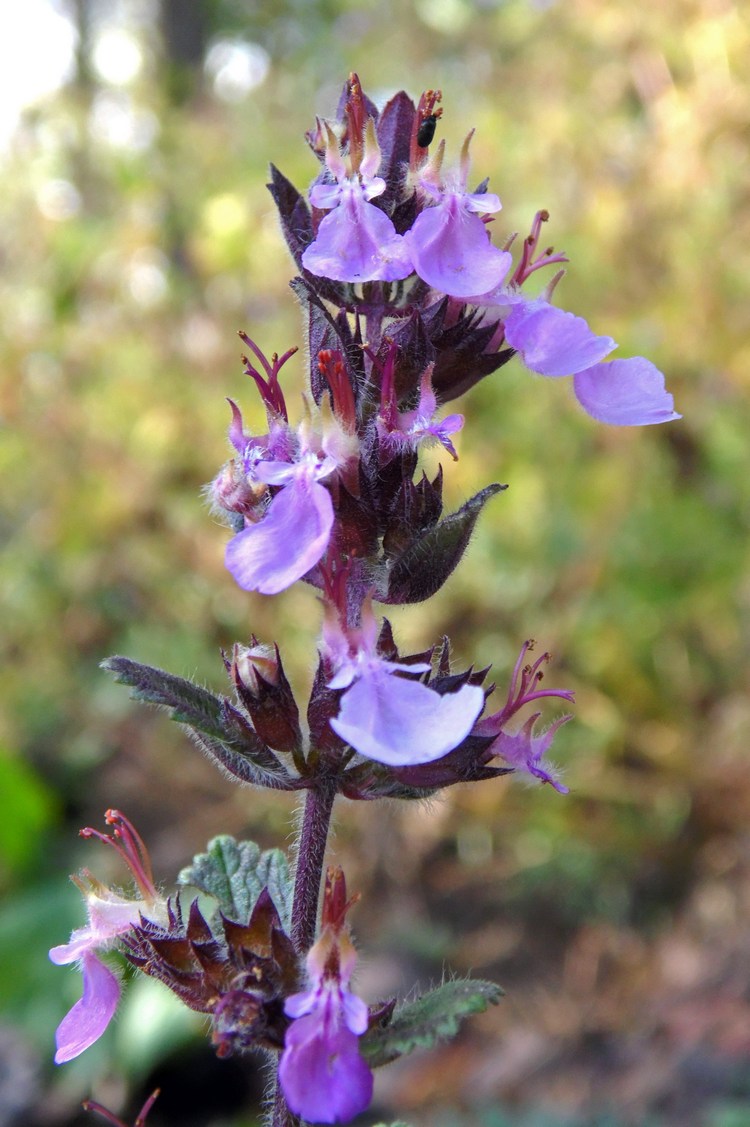 Image of Teucrium chamaedrys specimen.