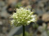 Allium condensatum. Соцветие. Приморье, ЗАТО Фокино, о. Аскольд, на каменной осыпи. 31.07.2016.