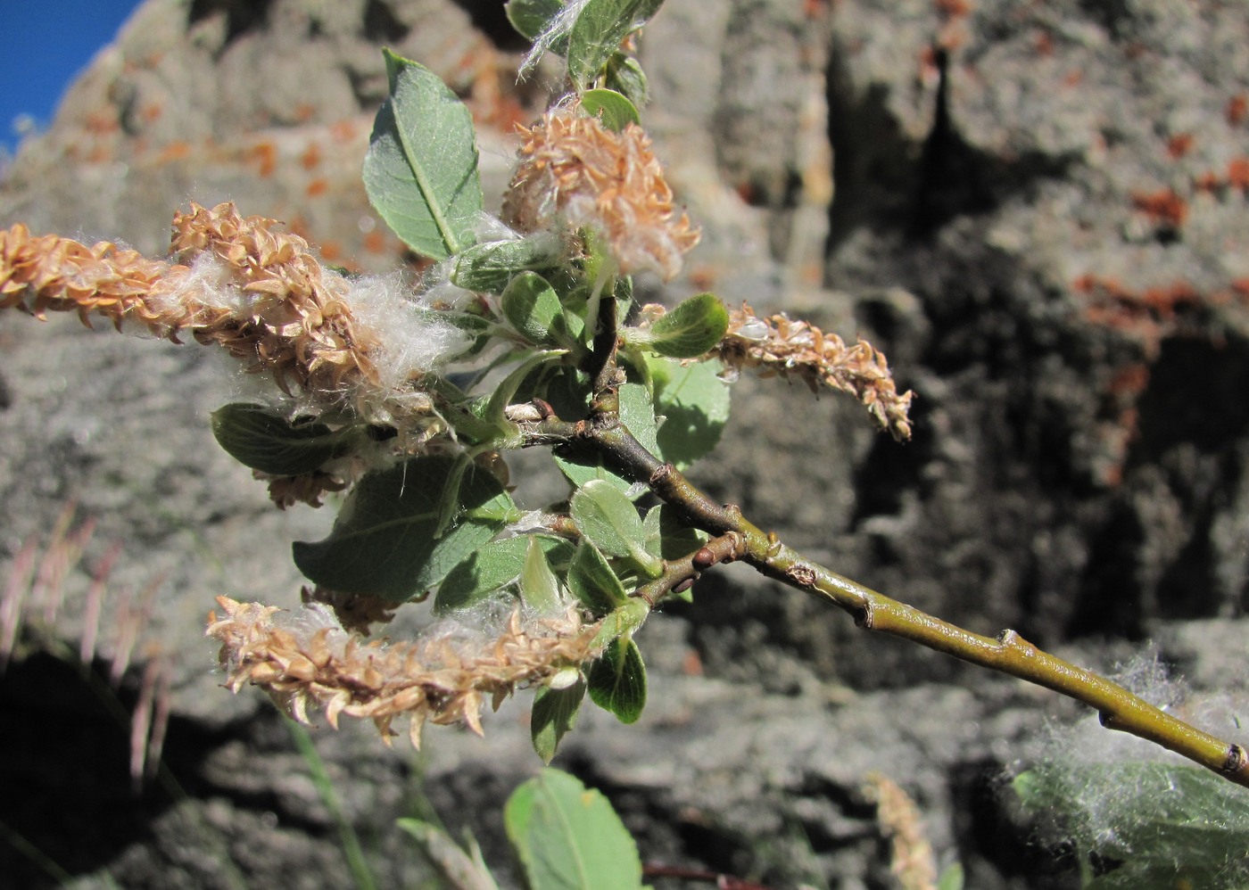 Изображение особи Salix kuznetzowii.