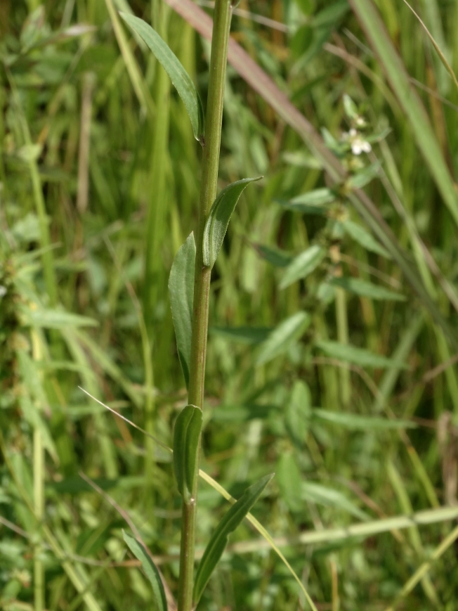 Image of Turczaninowia fastigiata specimen.