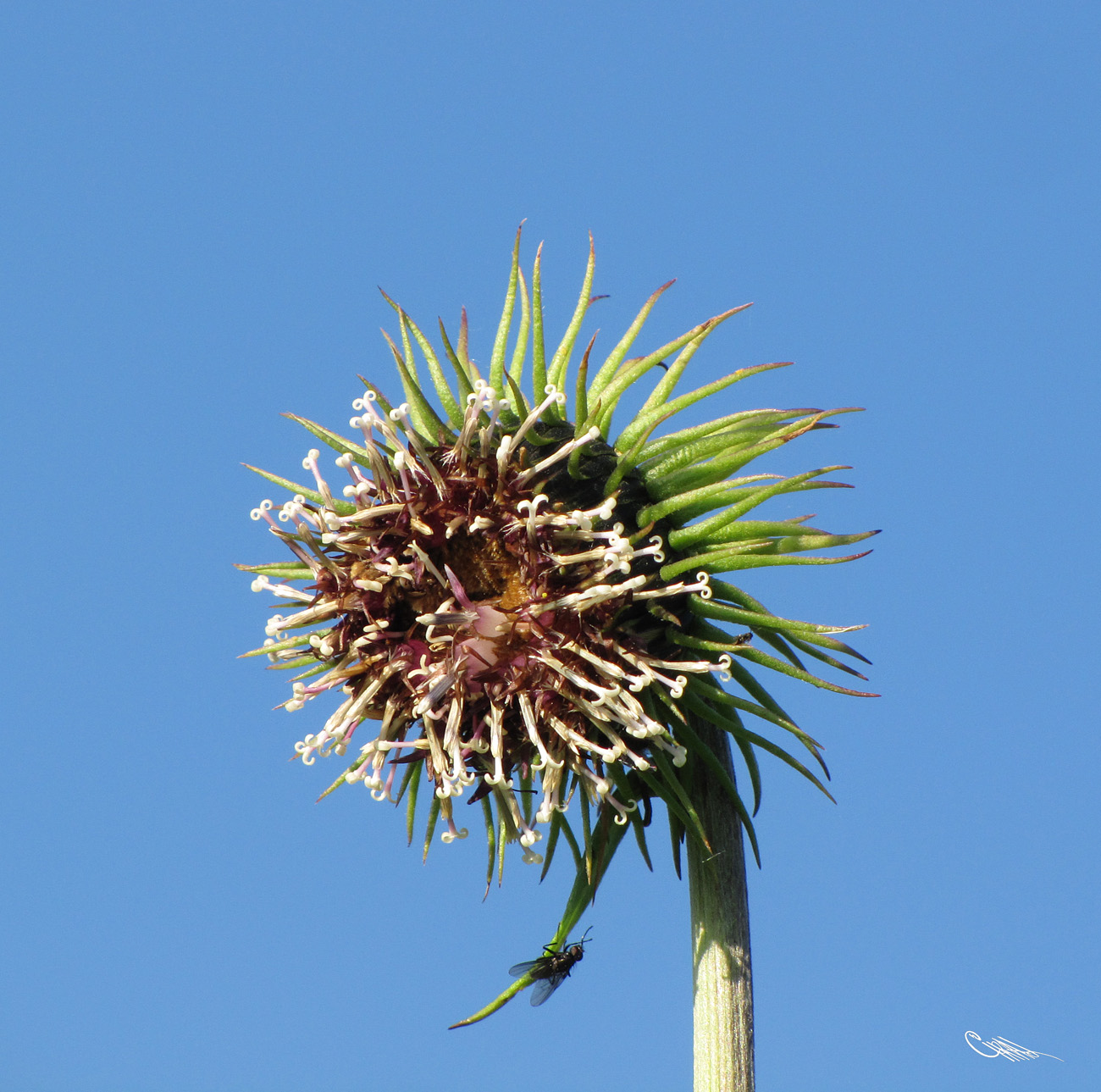 Image of Saussurea frolowii specimen.