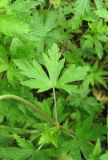 Geranium sibiricum