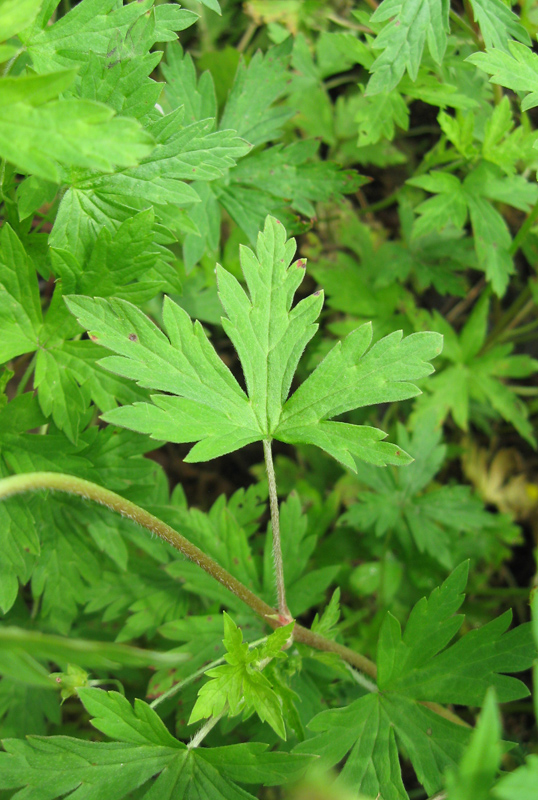 Image of Geranium sibiricum specimen.