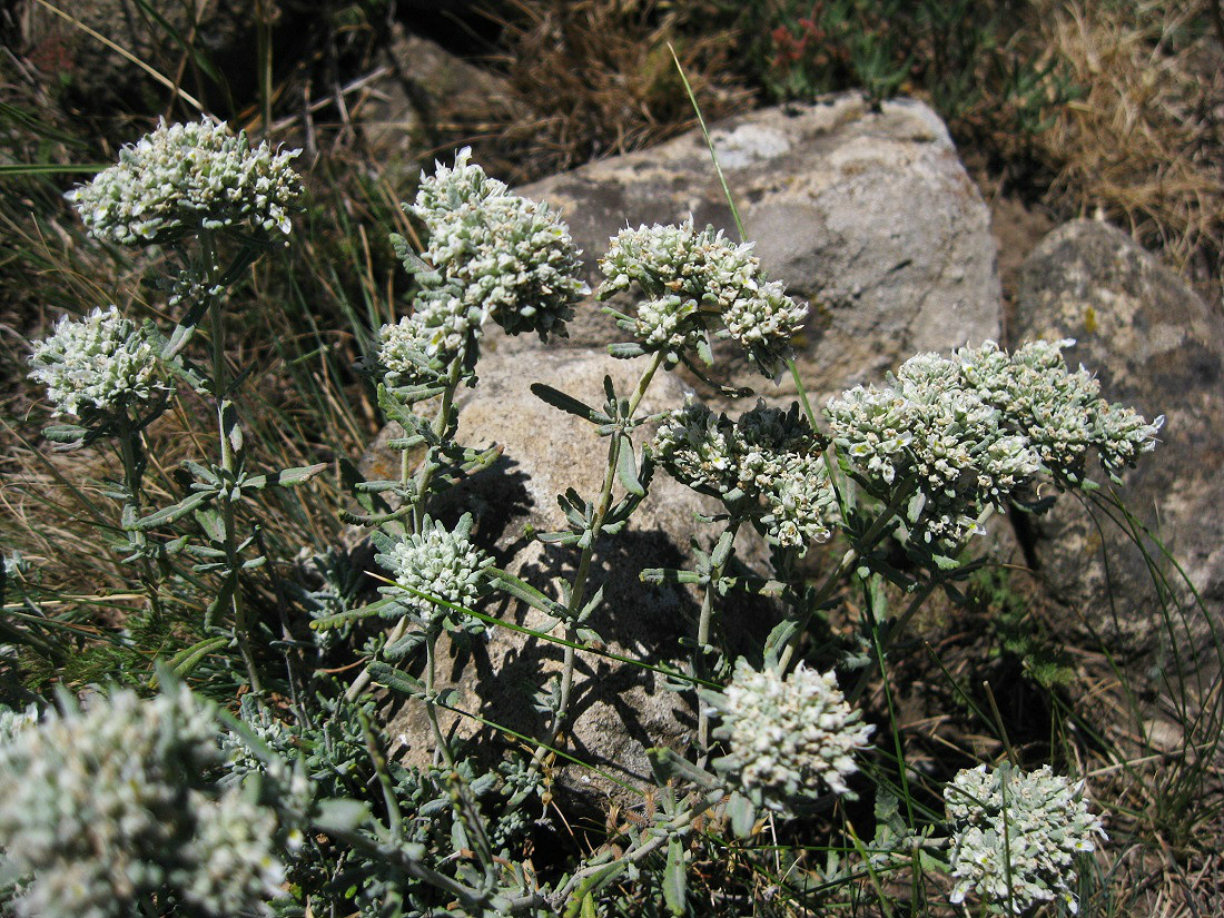 Изображение особи Teucrium capitatum.