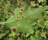 Xanthium orientale. Лист (вид снизу), с поражениями ржавчинным грибом (вероятно, Puccinia xanthii). Краснодарский край, Абинский р-н, юж. окр. ст-цы Холмская, берег р. Хабль. 16.09.2016.