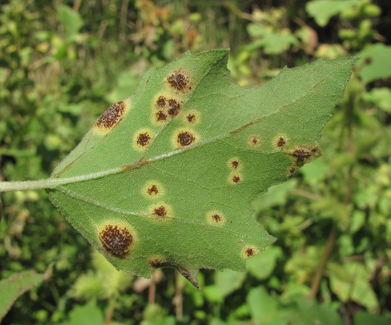 Image of Xanthium orientale specimen.