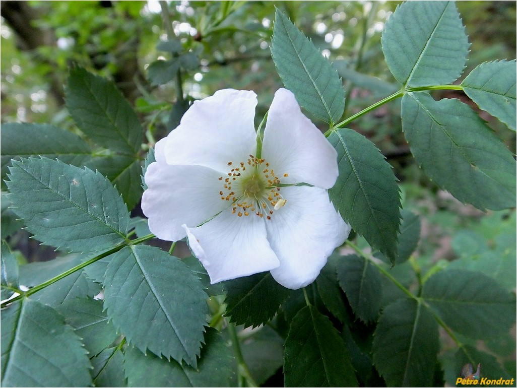 Image of genus Rosa specimen.