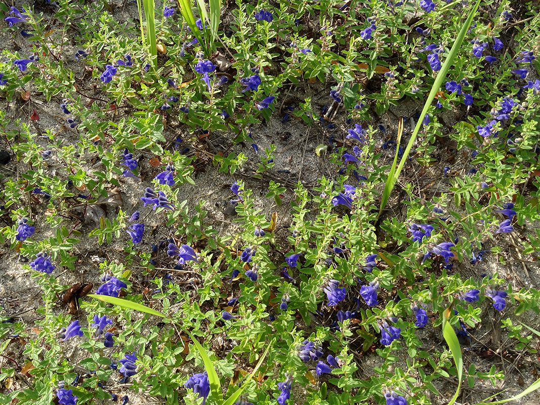 Изображение особи Scutellaria strigillosa.