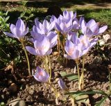 Crocus speciosus. Цветущие растения (голландский материал, сорт 'Conqueror'). Краснодарский край, г. Усть-Лабинск, на приусадебном участке. 22.10.2016.