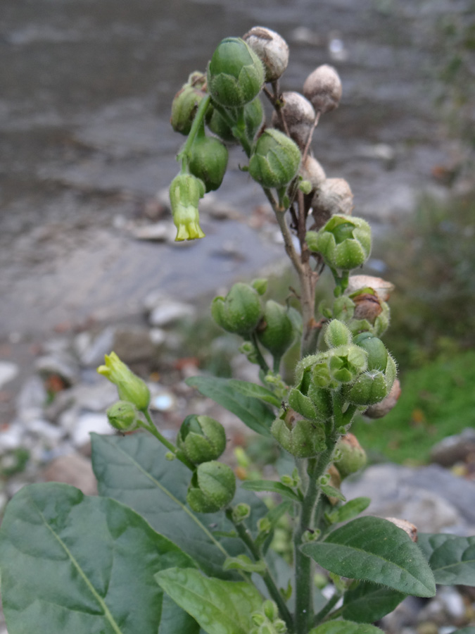 Image of Nicotiana rustica specimen.