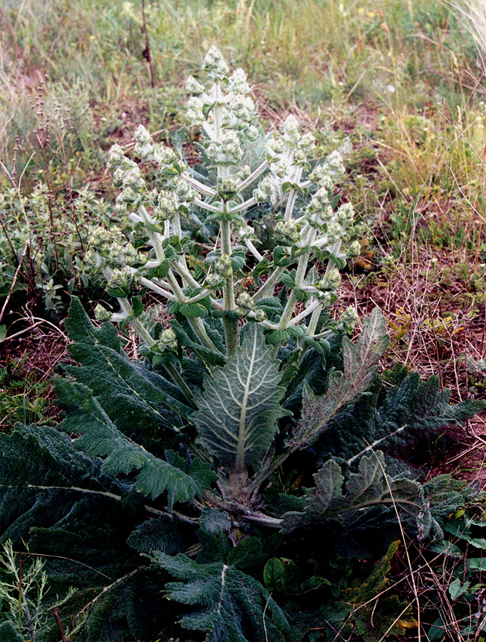 Изображение особи Salvia aethiopis.