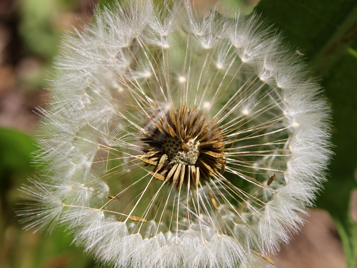 Изображение особи род Taraxacum.