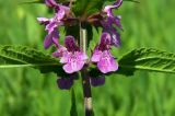 Stachys palustris. Часть побега с цветками. Московская обл., окр. Орехово-Зуево, берег р. Клязьма. 29.06.2016.